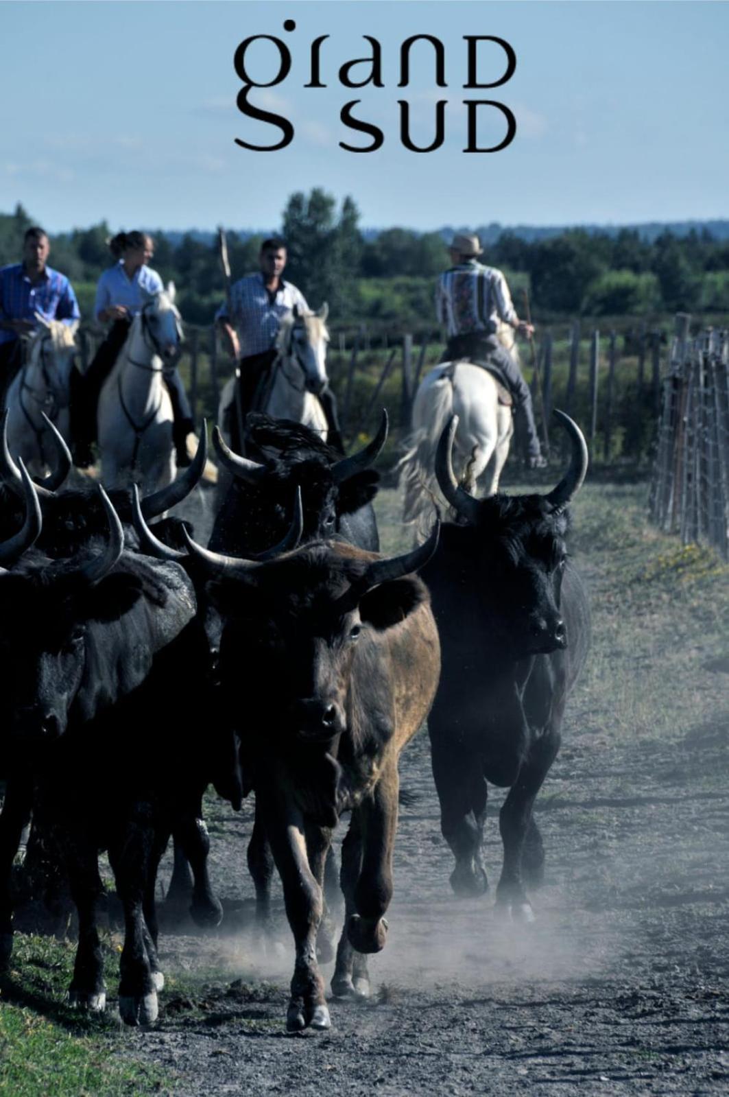 L'Oree De Camargue Studio Avec Cour Le Grau-du-Roi Exterior foto
